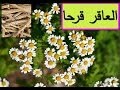 عشبة العاقر قرحا 