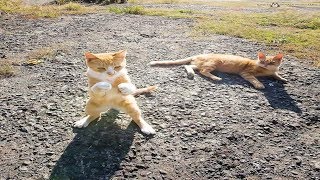 These cats is crazy 🤣🤣 Funny and crazy cats videos 2019 - I challenge you not to laugh by animal world 156 views 4 years ago 3 minutes, 33 seconds
