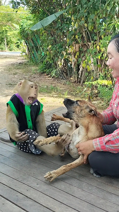 Great SokYaa,OG, ToTo Animals Are So Awesome #shorts