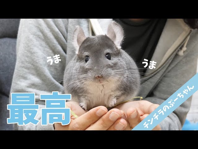 【チンチラ】大興奮しながらもカメラ目線でレビューをしてくれるぷーちゃんが可愛すぎる！Funny and Cute Chinchilla