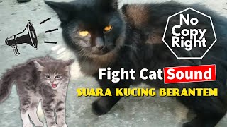 Suara Kucing Berantem Hebat Meong Meong ( NO COPYRIGHT )