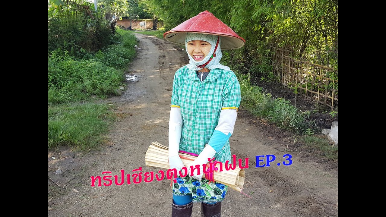 เที่ยวเชียงตุงหน้าฝน EP.3 สาวเชียงตุงดำนาในชุดชาวนาติดปีกกันแดดกันฝน Kengtung Farmer Girl Lifestyle