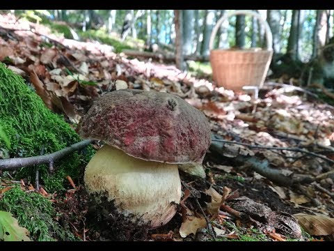 Video: Uvoľňovanie Energie, Huby Alebo UFO: V Záhrade človeka Sa Objavujú Zvláštne Kruhy - - Alternatívny Pohľad