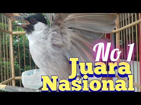 Suara Burung Kutilang Gacor KUTILANG RIBUT NGAMUK Ampuh untuk menaikkan Mental EMOSI Kutilang Lain.