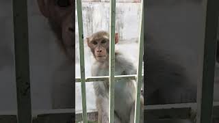 Nutkhat bandar 🐒#trending #youtubeshorts #reels #shortsfeed #viralvideo #monkey #bandar