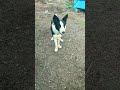 Baby dog💗#cute puppy barking#4kviral#shorts @naxBiggio74MEF3