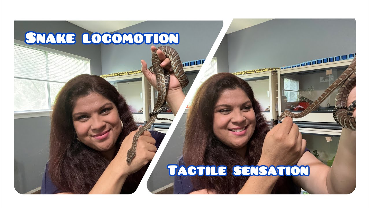 The Tactile Experience of Handling a Snake