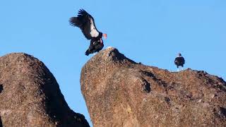 California condors display atop high peaks