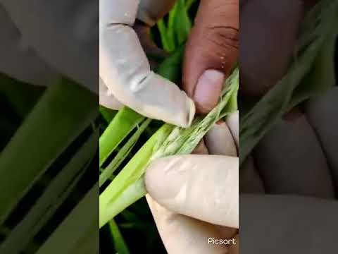 Booting Stage of Rice - YouTube