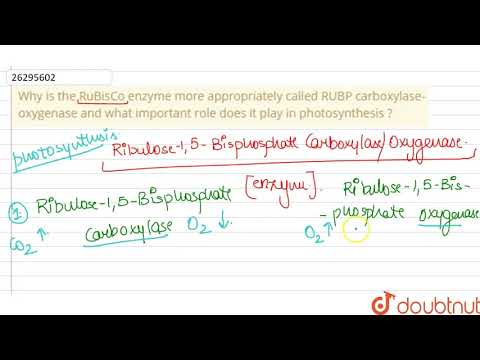 Video: Waarom is RuBisCO belangrijk?