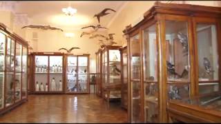 Гарпии, бабочки и синий кит: 16 минут в зоологическом музее ОНУ
