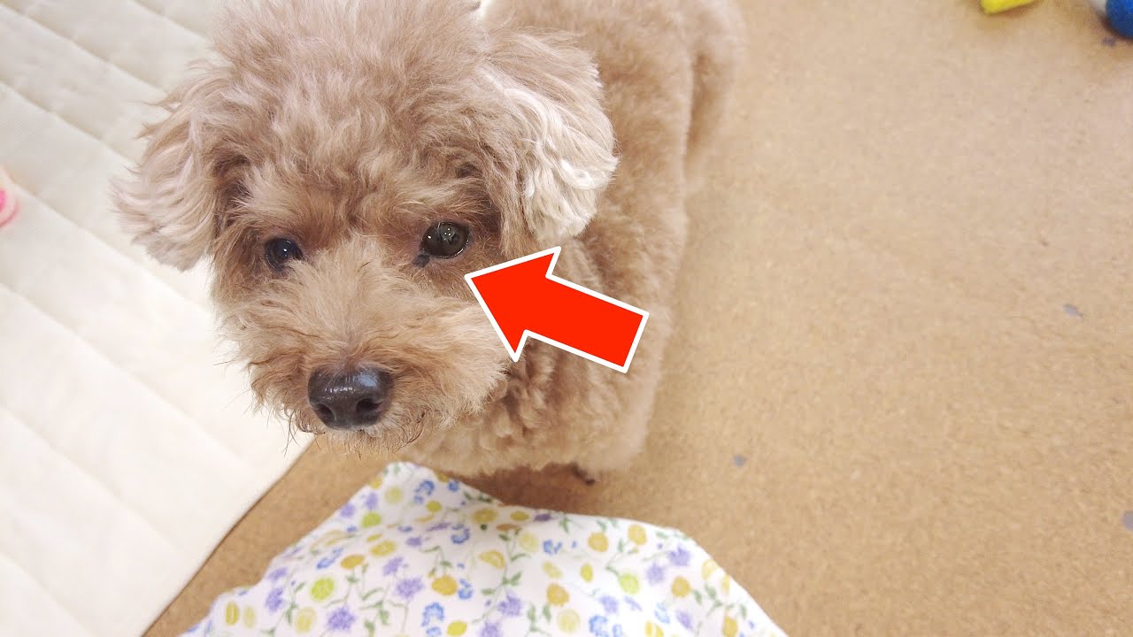 犬と猫の眼科疾患パーフェクトアトラス―診る目を鍛える150章―【動物