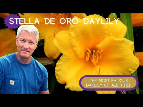 Video: Stella D'Oro Daylilies uchun g'amxo'rlik - Stella D'Orosni qanday etishtirishni o'rganing