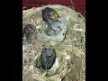 Lolohan anakan burung #shorts #short #burungkicau #videoshort