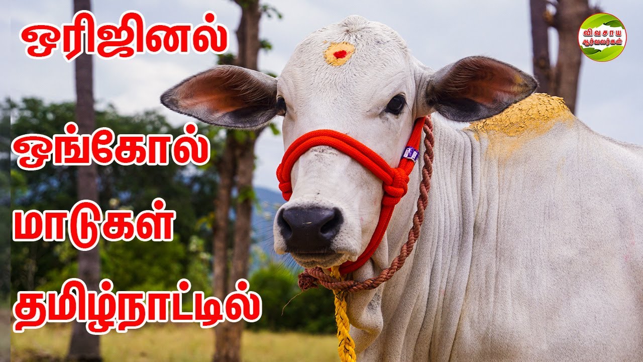Rs 30 - 40 ஆயிரத்தில் ஓங்கோல் கிடாரி கன்றுகள் இங்கு கிடைக்கும் 
