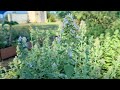 PreK Bed's Cat Mint - May 10, 2025