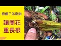 蘭花的根爛了啊！！ 新買的蘭花沒有根勒！！ 怎麼讓蘭花重新發根