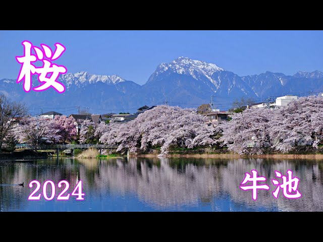 牛池の桜 2024 北杜市 ｜Ushiike cherry blossoms ｜桜スポット - YouTube