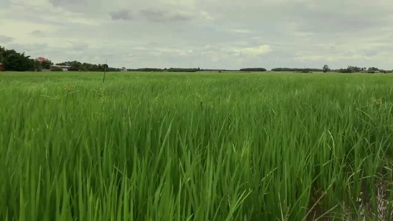 Hypnotic wind grass Relaxing piano music Deep sleep music