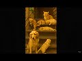 When Cats, Dogs, and Parrots Become Best Friends 🐾💚 | Cutest Animal Moments