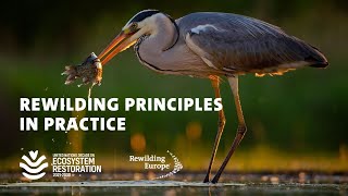 Rewilding Principles in Practice | Part of the UN Decade on Ecosystem Restoration launch programme