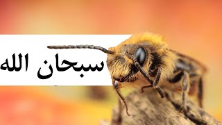 لماذا يموت النحل عندما يلسع الانسان؟