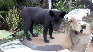 Báo giá chó cái đen lưỡi đốm giống chó hmong cộc đuôi