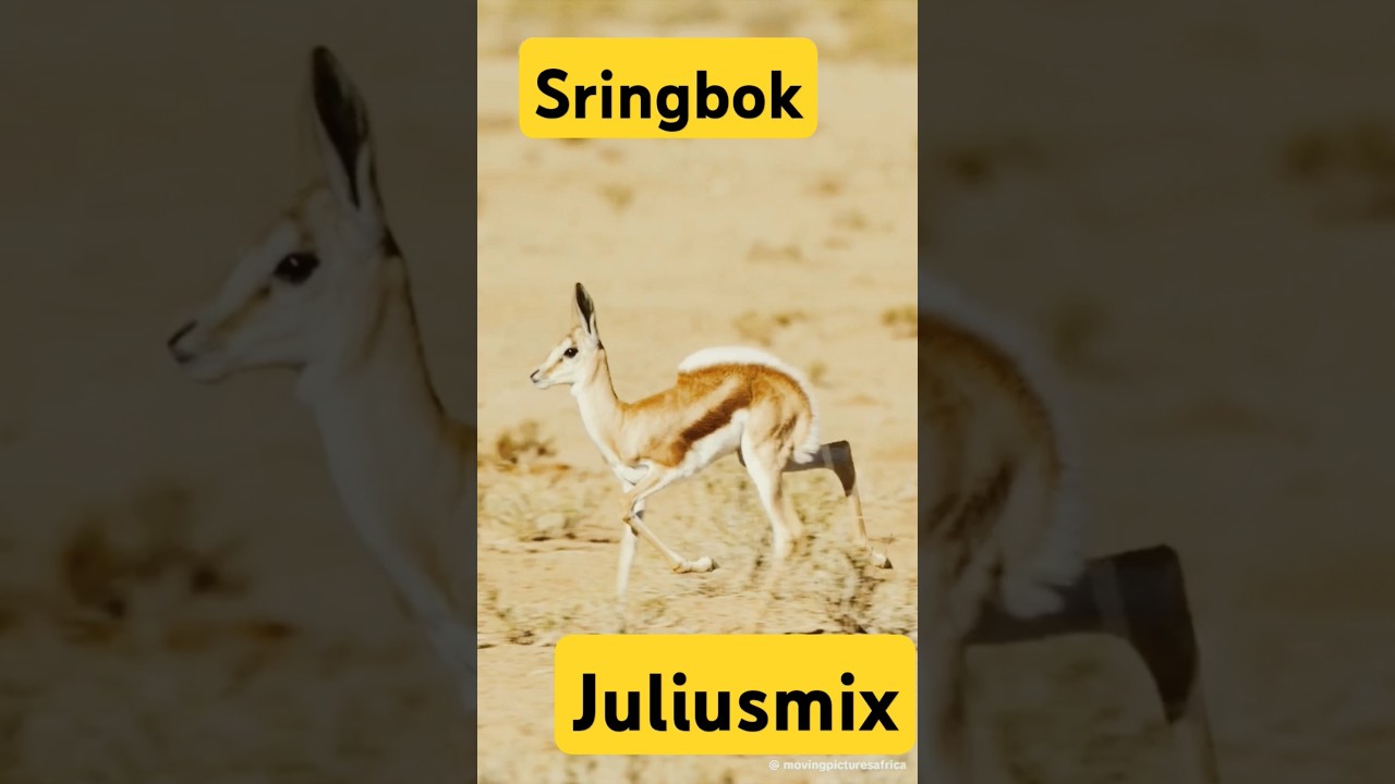 SPRINGBOK 