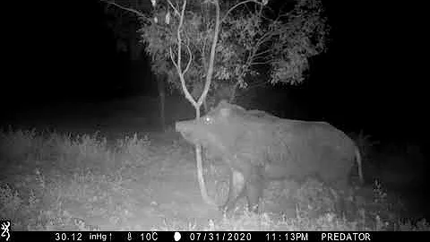 A feral boar rubbing trees after a wallow - caught on two cameras.