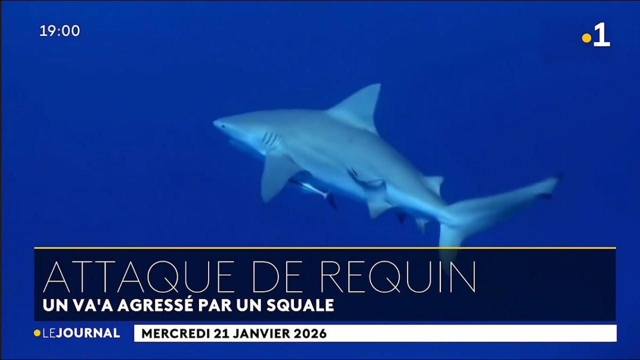 🇵🇫🦈🚣‍♂️Un va'a attaqué par un requin : le rameur choqué, les pêcheurs étonnés - 21/01/2026