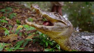 Camping in Costa Rica - Crocs with Adonis