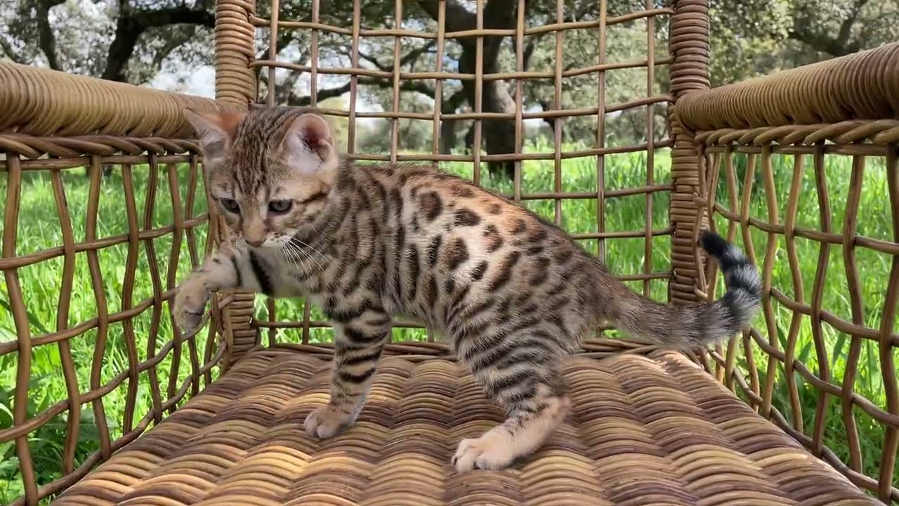 BOY 2 litter T at 2 months + 10 days old.