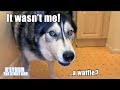 Husky Argues About Breaking NEW Bowl Until I Offer Waffles!