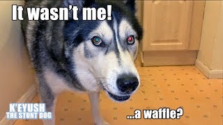 Husky Argues About Breaking NEW Bowl Until I Offer Waffles!