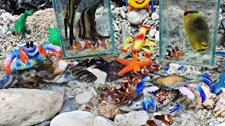 Looking for ornamental fish in the sea, nemo fish, koi fish, hermit crabs, crabs, octopus, lobster