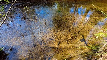 10 Minutes Relax - Shallow stream running with reflections of forest trees 🌿💧