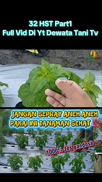 Spray 32 hst cegah keriting daun #dewatatanitv #pemupukancaberawit