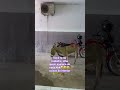 🤠 você tá no trabalho. do nada olha o que aparece, kkk🤣🤣🤣 coisas do interior 🐄🐴🌾🦓🍃🥥