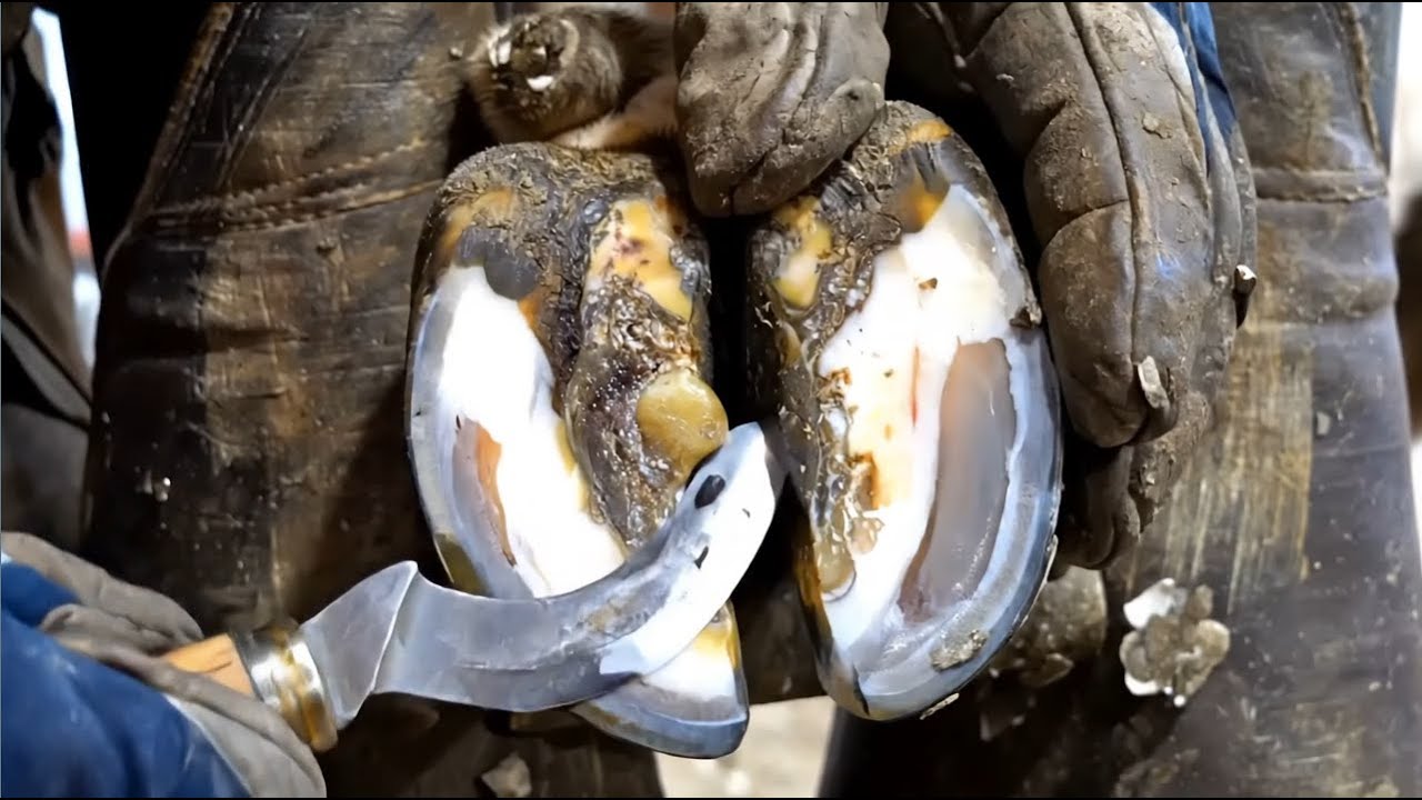 Expert Vet Fixes Massive Hoof Infection (Unbelievable Recovery) 🩺💪