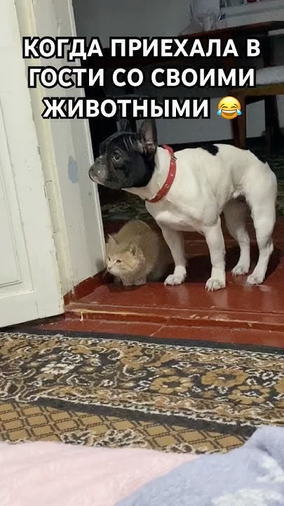 ОДНИ НЕРВЫ 😂 #рекомендации #собака #шортс #кошка - YouTube