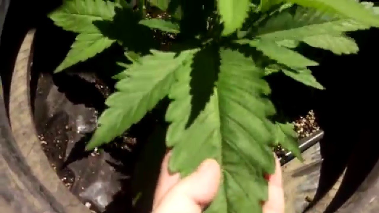 Super sized marijuana fan leaves!