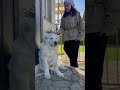 Palm Sunday Palmsunday Notmypalmbaby Childrenanddogs Bestbeilord 