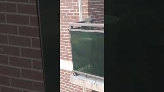 Squirrel Makes INSANE jump!