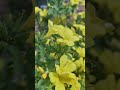 #YellowFlower#HelloYellow#FlowerReel#Bloom#Petals#FloralVibes#NatureLove