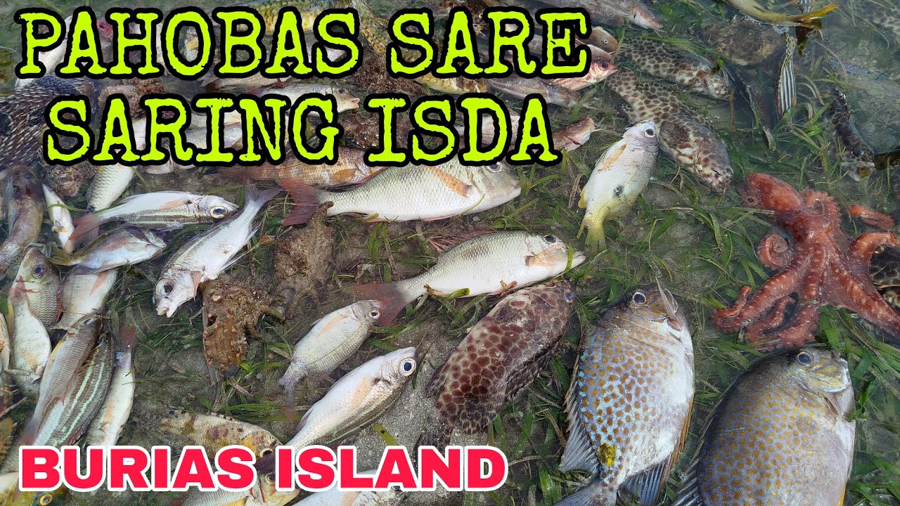 GIANT OCTOPUS 🐙.DAMING ISDA SA HUBASAN BURIAS ISLAND 🏝️