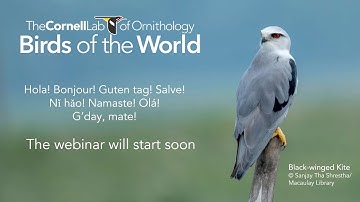 BOW Discovery Webinar: Avian Taxonomy Update 2022