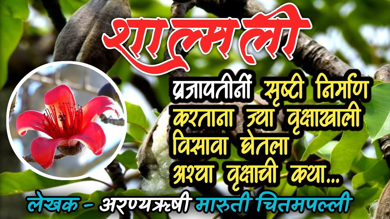 शाल्मली | shalmali | लेखक - अरण्यऋषी मारुती चितमपल्ली | Silk cotton tree | Bombax ceiba