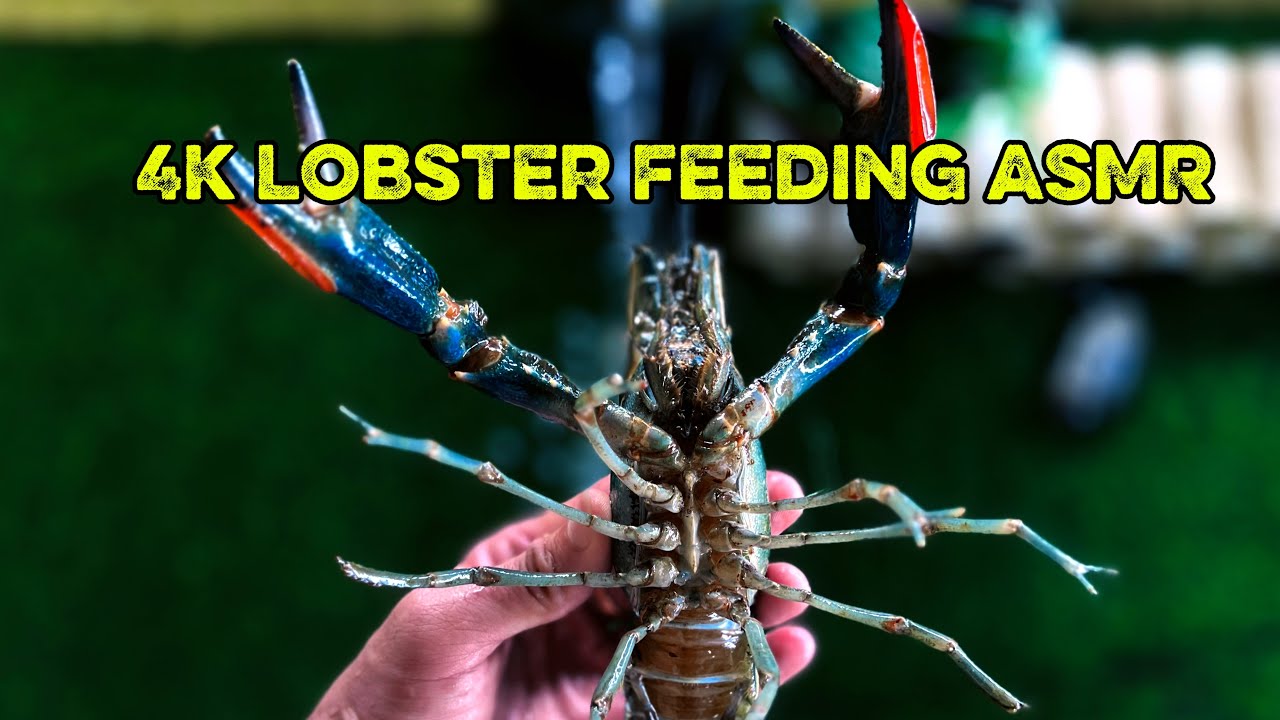What Happens When You Feed a Wild Freshwater Lobster?