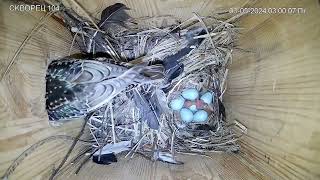 Вылупился скворец Starling hatched #онлайн #скворец #гнездо #online #starling #nest #Russia #Kaluga