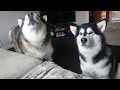 Stubborn alaskan Malamute talks back